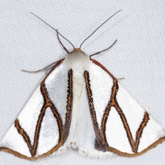 Thalaina clara (Clara's Satin Moth) at Paddys River, ACT - 12 Mar 2021 by kasiaaus