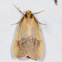 Threnosia heminephes (Halved Footman) at Tidbinbilla Nature Reserve - 12 Mar 2021 by kasiaaus