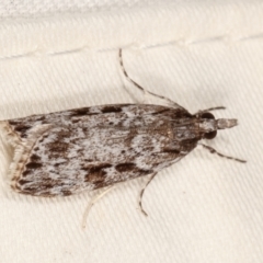 Scoparia ochrophara (A Crambid moth) at Tidbinbilla Nature Reserve - 12 Mar 2021 by kasiaaus