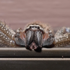 Neosparassus sp. (genus) (Badge huntsman) at Evatt, ACT - 14 Mar 2021 by TimL