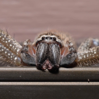 Neosparassus sp. (genus) (Badge huntsman) at Evatt, ACT - 14 Mar 2021 by TimL