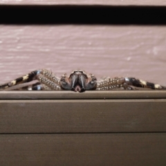 Neosparassus sp. (genus) at Evatt, ACT - 14 Mar 2021