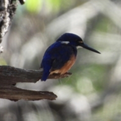 Ceyx azureus (Azure Kingfisher) at Albury - 16 Mar 2021 by WingsToWander