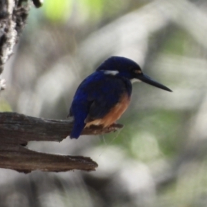 Ceyx azureus at Splitters Creek, NSW - 16 Mar 2021 12:00 PM