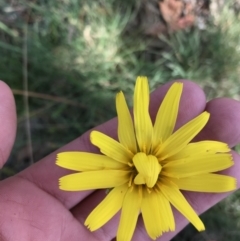 Microseris lanceolata (Yam Daisy) at Cotter River, ACT - 7 Mar 2021 by Tapirlord