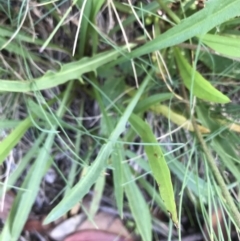 Microseris lanceolata at Cotter River, ACT - 7 Mar 2021 09:47 AM