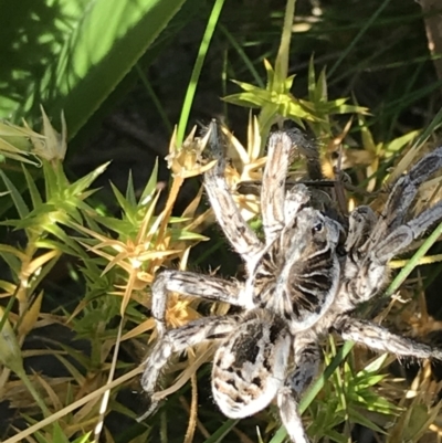 Tasmanicosa sp. (genus) (Tasmanicosa wolf spider) at Cotter River, ACT - 7 Mar 2021 by Tapirlord