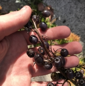 Dianella tasmanica at Cotter River, ACT - 7 Mar 2021 10:24 AM