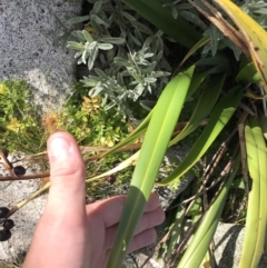 Dianella tasmanica at Cotter River, ACT - 7 Mar 2021