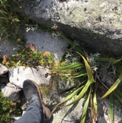 Dianella tasmanica at Cotter River, ACT - 7 Mar 2021