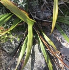 Dianella tasmanica at Cotter River, ACT - 7 Mar 2021