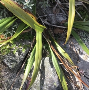 Dianella tasmanica at Cotter River, ACT - 7 Mar 2021 10:24 AM