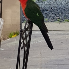 Alisterus scapularis (Australian King-Parrot) at Albury - 8 Jul 2020 by BecRed