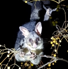 Trichosurus vulpecula (Common Brushtail Possum) at Table Top, NSW - 14 Aug 2019 by BecRed