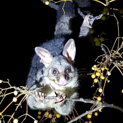 Trichosurus vulpecula (Common Brushtail Possum) at Albury - 14 Aug 2019 by BecRed