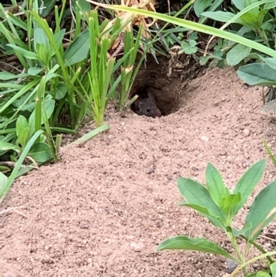 Rattus rattus (Black Rat) at Ginninderry Conservation Corridor - 15 Mar 2021 by Tyson