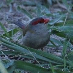 Neochmia temporalis (Red-browed Finch) at Albury - 14 Mar 2021 by PaulF