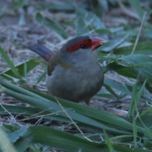 Neochmia temporalis at West Albury, NSW - 15 Mar 2021 10:32 AM