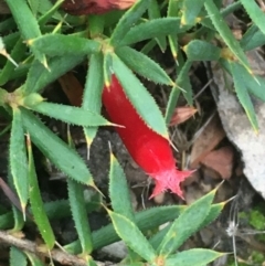 Astroloma humifusum (Cranberry Heath) at Majura, ACT - 16 Mar 2021 by JaneR