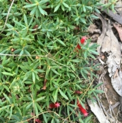 Styphelia humifusum at Majura, ACT - 16 Mar 2021