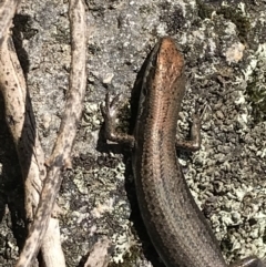 Pseudemoia entrecasteauxii (Woodland Tussock-skink) at Cotter River, ACT - 6 Mar 2021 by Tapirlord