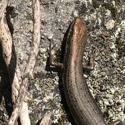 Pseudemoia entrecasteauxii (Woodland Tussock-skink) at Namadgi National Park - 6 Mar 2021 by Tapirlord