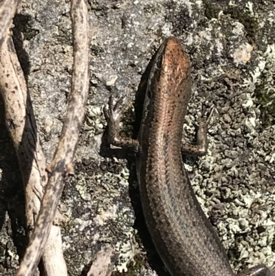 Pseudemoia entrecasteauxii (Woodland Tussock-skink) at Cotter River, ACT - 7 Mar 2021 by Tapirlord