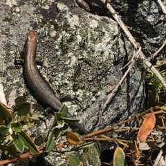 Pseudemoia entrecasteauxii at Cotter River, ACT - 7 Mar 2021 10:42 AM