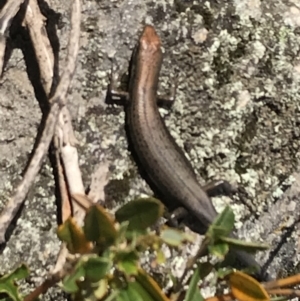 Pseudemoia entrecasteauxii at Cotter River, ACT - 7 Mar 2021 10:42 AM