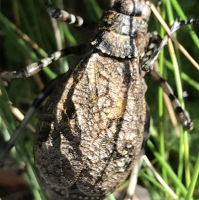 Acripeza reticulata (Mountain Katydid) at Namadgi National Park - 6 Mar 2021 by Tapirlord