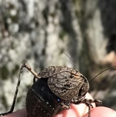 Acripeza reticulata at Bimberi, NSW - 7 Mar 2021