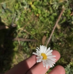 Brachyscome aculeata (Hill Daisy) at Namadgi National Park - 7 Mar 2021 by Tapirlord