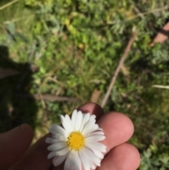 Brachyscome aculeata at Cotter River, ACT - 7 Mar 2021