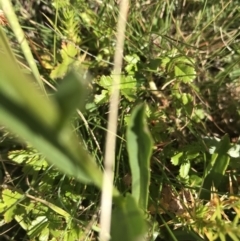 Brachyscome aculeata at Cotter River, ACT - 7 Mar 2021