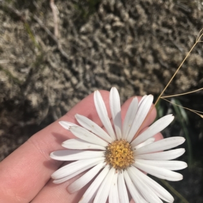 Celmisia sp. Pulchella (M.Gray & C.Totterdell 7079) Australian National Herbarium (Narrow-leaved Snow Daisy) at Bimberi, NSW - 7 Mar 2021 by Tapirlord