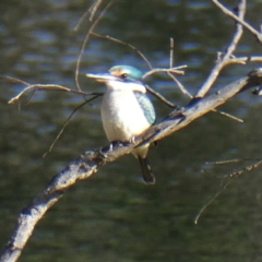 Todiramphus sanctus (Sacred Kingfisher) at Wandiyali-Environa Conservation Area - 2 Mar 2021 by Wandiyali