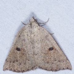 Amelora mesocapna (A Geometer moth) at Paddys River, ACT - 12 Mar 2021 by kasiaaus