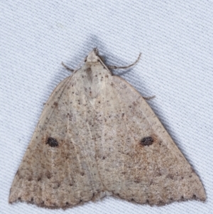 Amelora mesocapna at Paddys River, ACT - 12 Mar 2021 09:40 PM