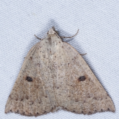 Amelora mesocapna (A Geometer moth (Ennominae)) at Paddys River, ACT - 12 Mar 2021 by kasiaaus