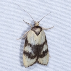 Garrha paraderces (Wingia group) at Tidbinbilla Nature Reserve - 12 Mar 2021 by kasiaaus