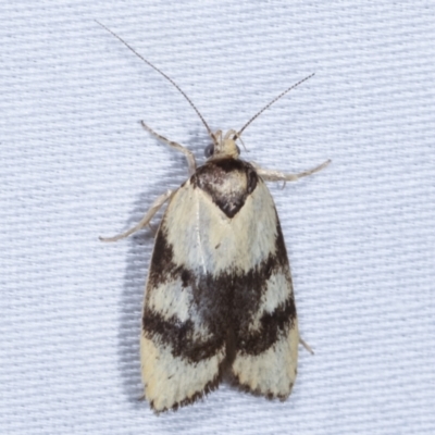 Garrha paraderces (Wingia group) at Tidbinbilla Nature Reserve - 12 Mar 2021 by kasiaaus