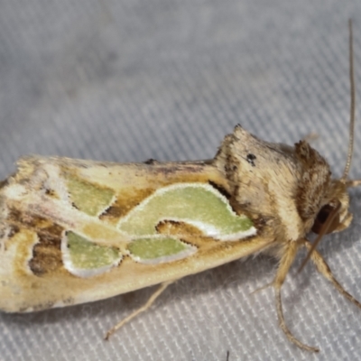 Cosmodes elegans (Green Blotched Moth) at Paddys River, ACT - 12 Mar 2021 by kasiaaus