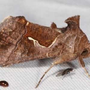 Chrysodeixis subsidens at Paddys River, ACT - 12 Mar 2021 09:50 PM