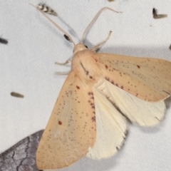 Plesanemma fucata (Lemon Gum Moth) at Paddys River, ACT - 12 Mar 2021 by kasiaaus