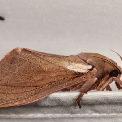 Abantiades atripalpis (Bardee grub/moth, Rain Moth) at Tidbinbilla Nature Reserve - 12 Mar 2021 by kasiaaus
