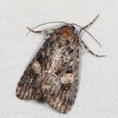 Condica aroana (Small Condica Moth) at Tidbinbilla Nature Reserve - 12 Mar 2021 by kasiaaus