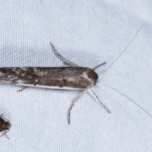 Philobota argotoxa at Paddys River, ACT - 12 Mar 2021 09:45 PM