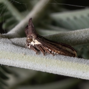 Ceraon sp. (genus) at Forde, ACT - 16 Mar 2021 09:01 AM