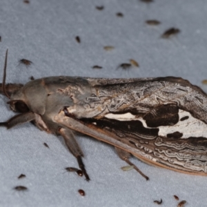 Abantiades (genus) at Paddys River, ACT - 12 Mar 2021 09:47 PM