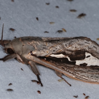 Abantiades (genus) (A Swift or Ghost moth) at Tidbinbilla Nature Reserve - 12 Mar 2021 by kasiaaus